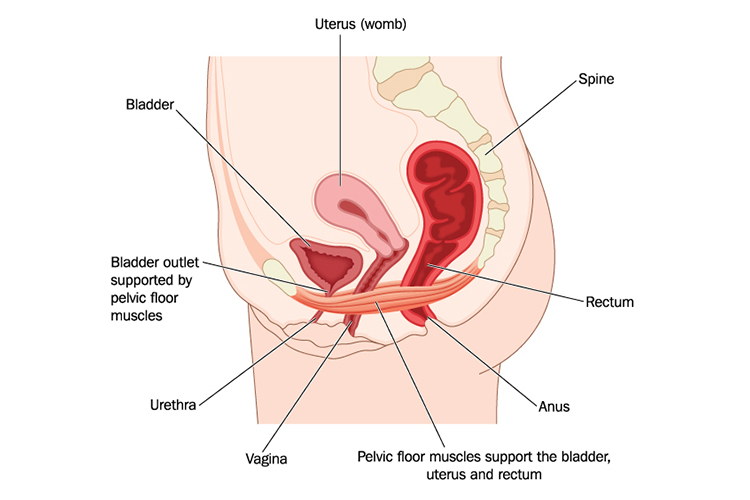 uterus and bladder
